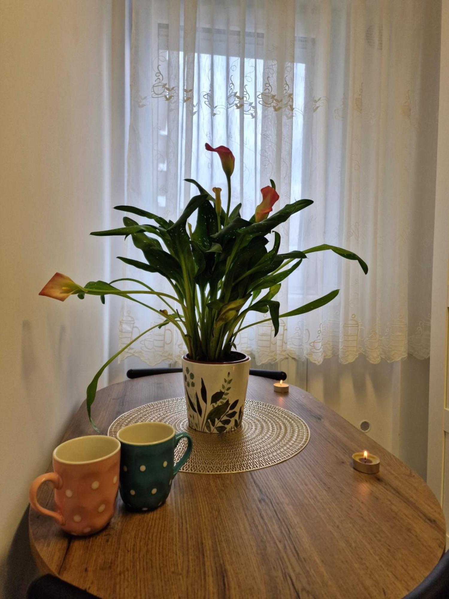 Studio&Garden! Roşu Dış mekan fotoğraf